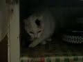 Crazy Cat Sui