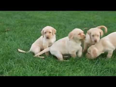 Yellow Lab Puppies For Sale