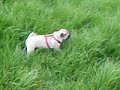 es un carlino o una cabra montesa???