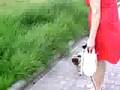 Pug video