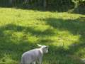 Little sweet lamb and its family and friends