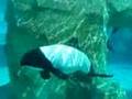 Aquatica Orlando Sea World Black and White Dolphins