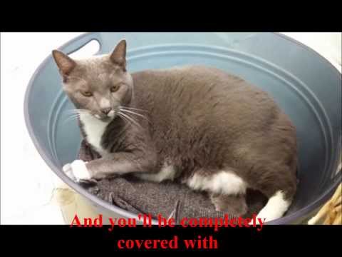 “Silver Fur,” featuring Thor and Greylock – Whiskers Animal Benevolent League