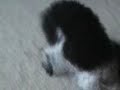 Angel the Parti Poodle Gets a Bath & Runs For her Life!