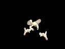 Pelican spore