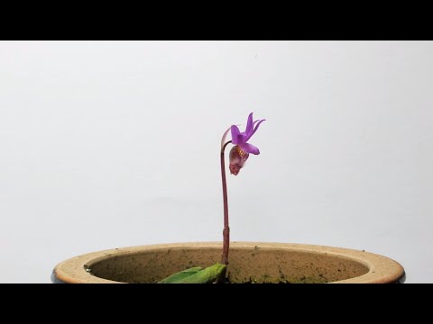 how to harvest orchid seeds