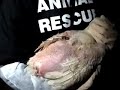 ALV Openrescue Parent Broiler Investigation