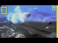 Bull Sharks