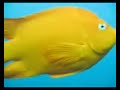Catalina Island Scuba Dive