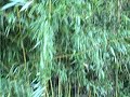 Bamboo, SC