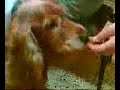 ??? ???? ??????? - A dog eats an Artichoke ??? ???? ??????? - A dog eats an Artichoke