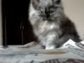 My sweet Kitten My sweet Kitten