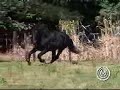 Haras Selva Morena - Reprodutor: Acai�