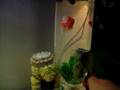 videos de Tiki and Kronk