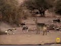 Wild dogs vs 5 waterbucks