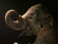 Commodore 64 Eighties Advert - Elephant In Boxing Ring