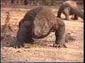 Komodo