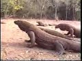 Komodo