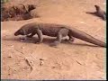 Komodo