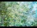 selfishPVenoAMBIENT2
