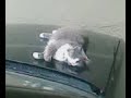 beto asustando gato beto asustando gato
