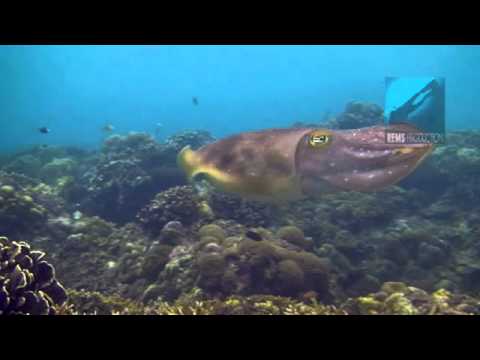 Underwater video of the dive site "Coral Garden" in Pandan Island, Mindoro, Philippines. Edited with