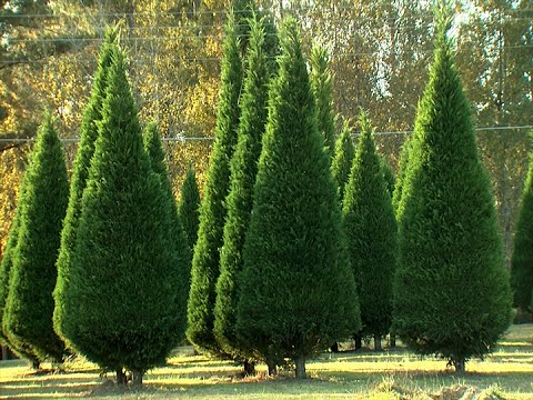 how to replant cut christmas tree