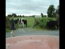 Moving beef cattle