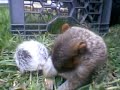 my-squirrel.html