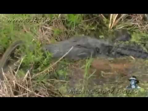 Serpiente gigante se come a cocodrilo. IMPACTANTE!!
