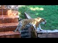 ASIAN TIGER GROWLING ROARING & MEOWING AT ANIMAL KINGDOM DISNEY ORLANDO FLORIDA PART 2