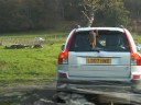 Longleat Park - Monkeys 5 in motion Longleat Park - Monkeys 5 in motion