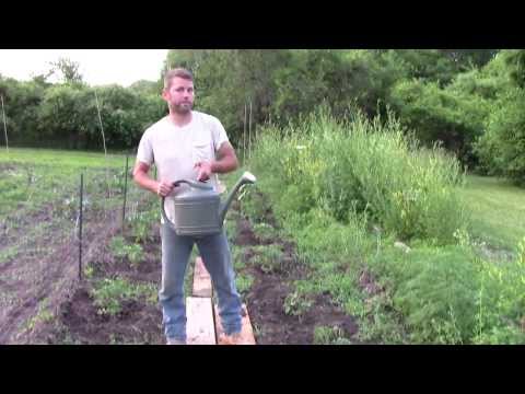 how to fertilize with worm tea