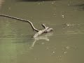Panasonic SDR-S150 Video Camera Audio Test Buffalo Bayou