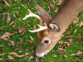6 Point Buck Very Close 6 Point Buck Very Close