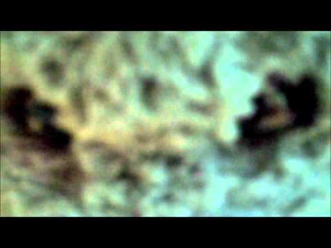hairy clam
