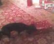 Dachshund Christmas 2
