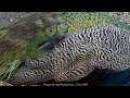 Polovesiana - Borodin (by Maurizio