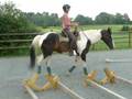 cherokee bridleless 1