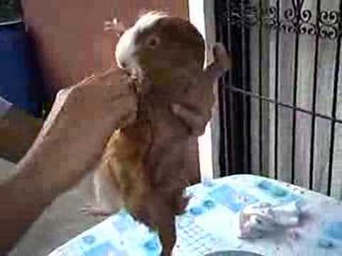 Grooming Peachy (Sheltie Cavy)