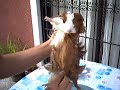 Grooming Peachy (Sheltie Cavy) Grooming Peachy (Sheltie Cavy)