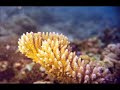 Undersea Garden