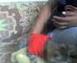 videos de gatos alata