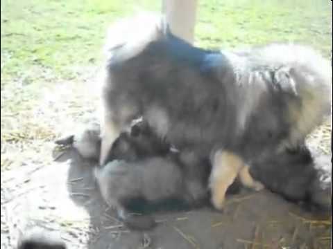 Male Keeshond Puppy