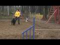 videos de tash, eight months pregnant, runs agility training courses