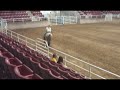 BuckSkin Horse: Silent Impressive at Weber County Fair (Golden Buckskin Stallion)