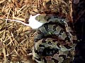 Canebrake Rattlesnake\