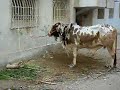 Qurbani Ki Bull