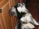 robbies-dogs.html