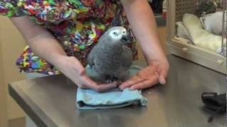 Lola The African Grey Was Given Skillful Orthopedic Surgery..